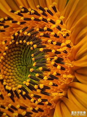 盛夏如花，向陽(yáng)不變。