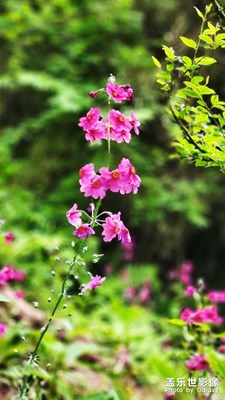 漢源桌子山紅軍花