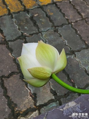 幾日不見，又開花了