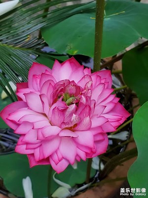 昨日路過(guò)，順手再拍幾張