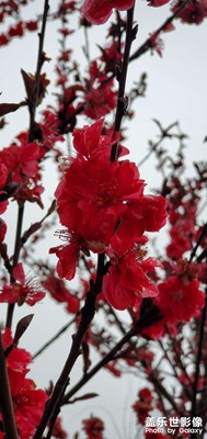 【記錄此刻】+邊走邊拍春意盎然