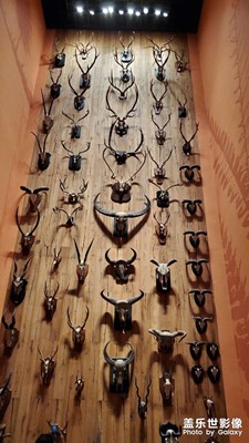 上海自然歷史博物館一日游