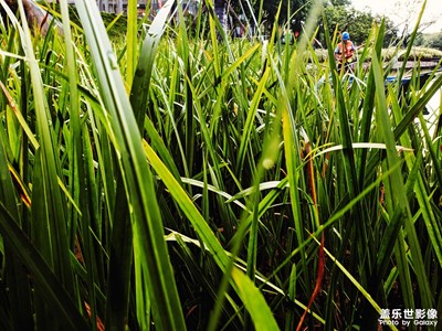 【記錄此刻】?世外桃源