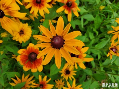 【生活隨手拍】+黑心菊