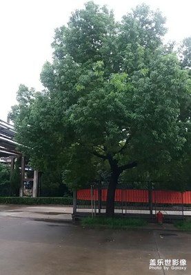 廠門大樹