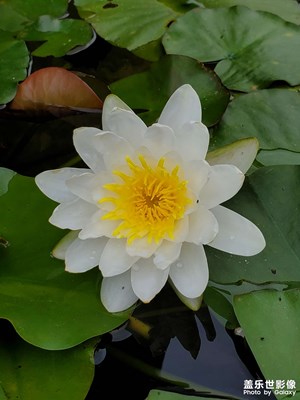 生活隨手拍小區(qū)公園溜溜達(dá)達(dá)