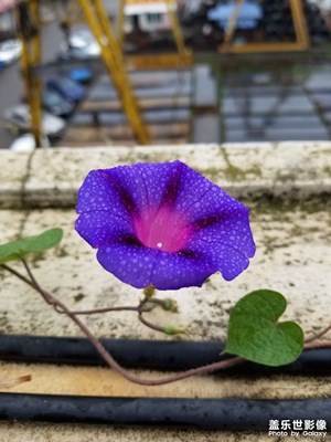 樓頂上的牽牛花