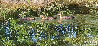【生活隨手拍】+早上釣魚