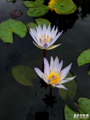 最美的季節(jié)遇到它