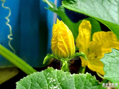 那些花兒都開了