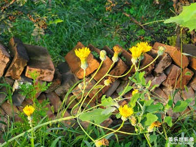 渭南澄城寺前鎮(zhèn)西觀村晨景