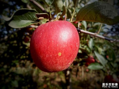 蘋果