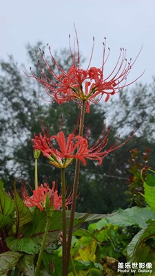 彼岸花開開兩岸，花葉永不相見