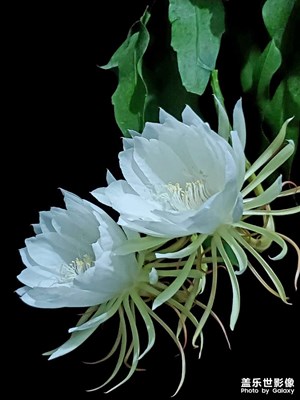 曇花