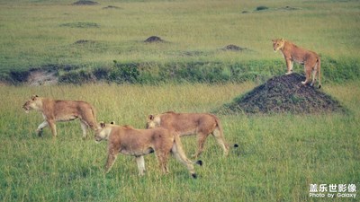 馬*拉大草原的生靈