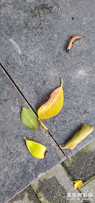 【初秋印象】+午后觀樹