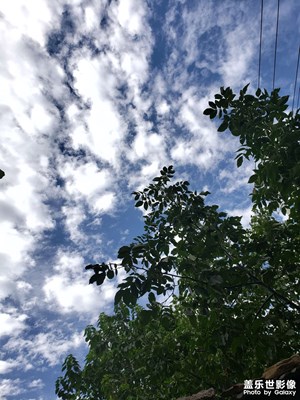 隨手拍-老家的初秋