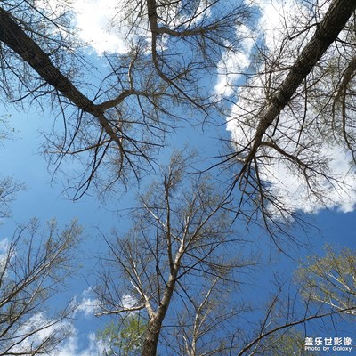 【發(fā)現(xiàn)生活發(fā)現(xiàn)美】+初春的白楊