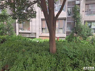 猜猜圖里有幾只貓？