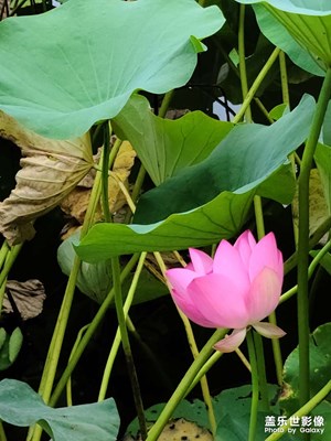 昨兒下午公園觀荷