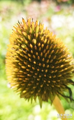 【發(fā)現(xiàn)生活發(fā)現(xiàn)美】花兒朵朵開