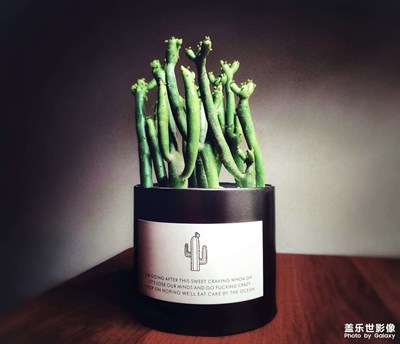 多肉植物—膨珊瑚