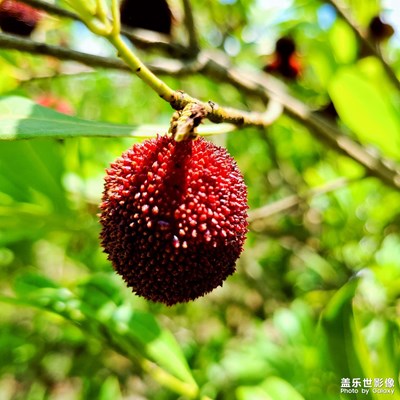 楊梅