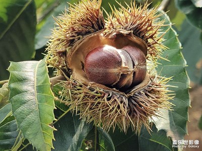 舉個(gè)“栗”子