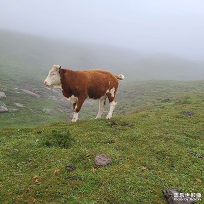 永遠(yuǎn)的大朝臺(tái)