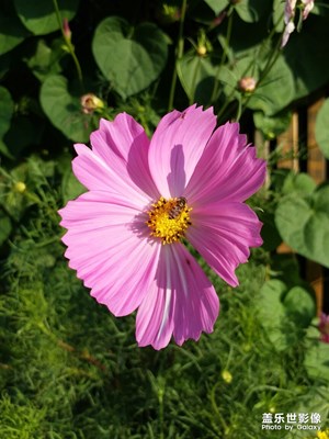 【我的腳步】+路邊花