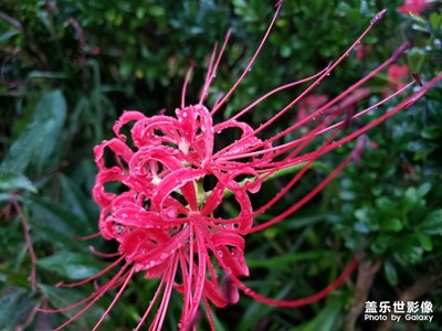 隨手拍O花草系例