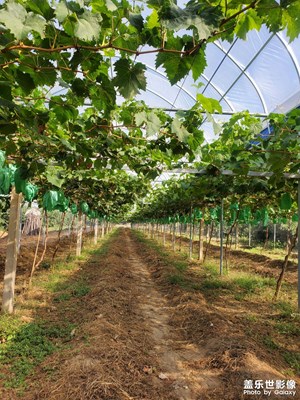 葡萄陽(yáng)光玫瑰