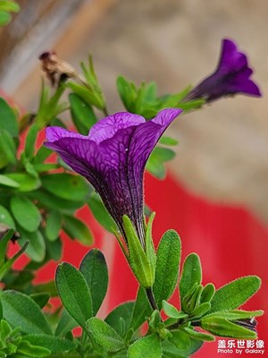 陽(yáng)臺(tái)上的花??開(kāi)了