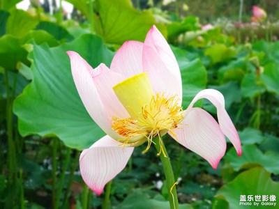 【美好速記】+荷花