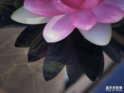 秋天里最后一朵蓮花