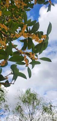 三星note10＋所見所聞