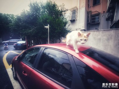 猛虎下山