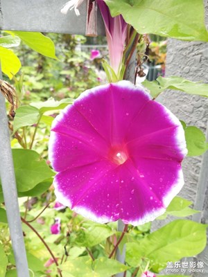 【天下秋】喇叭花