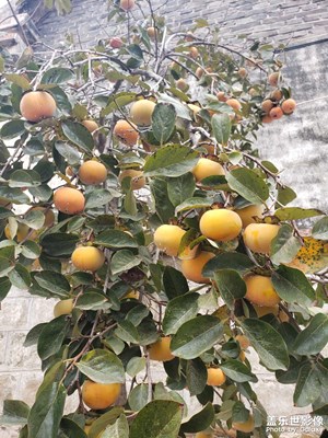 隨手拍-柿柿如意