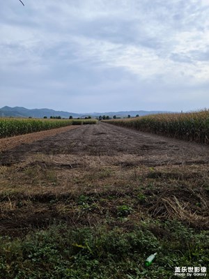 十一回老家慶豐收