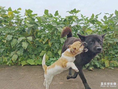 國(guó)慶之鄉(xiāng)間