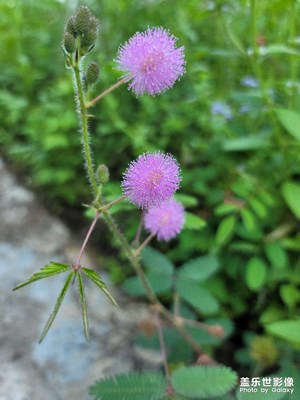 路邊的野花不要采