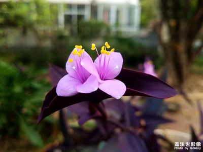 【假日麗影】+紫竹梅