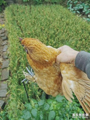 秋，收獲的季節(jié)