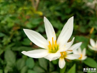 【假日麗影】+小區(qū)內(nèi)的蔥蓮