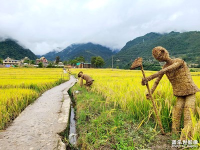 一片片的莊稼熟了