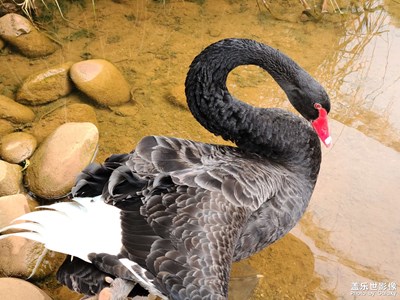 學(xué)校里的鳥