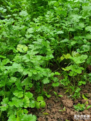 我和我的家鄉(xiāng)