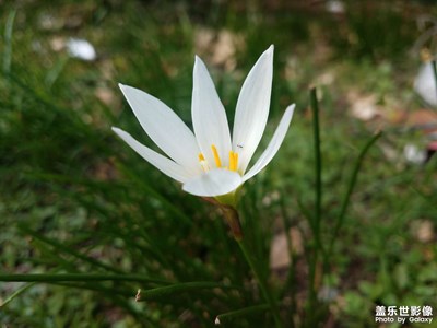 【假日麗影】+水邊的蔥蓮