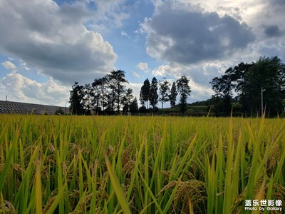 豐收的田野